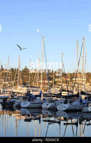 Shelter Island, San Diego, California. Seagull e una luna al mattino con le barche in marina la colata di una riflessione sull'acqua Foto Stock