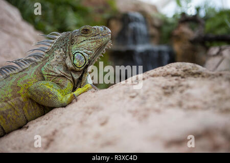 Iguana verde sulle rocce Foto Stock