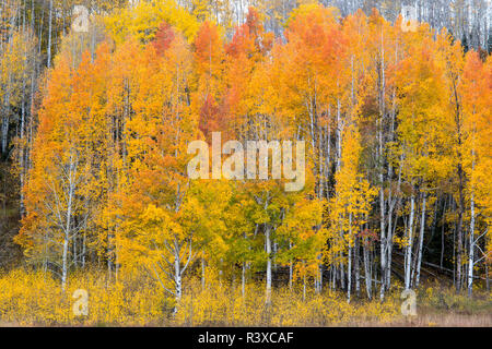 Giallo e arancione Aspens caduta, la Foresta Nazionale di Gunnison, Colorado Foto Stock