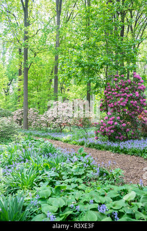 Azalea boschi, Winterthur, DELAWARE, STATI UNITI D'AMERICA Foto Stock