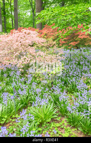 Azalea boschi, Winterthur, Delaware, Stati Uniti d'America Foto Stock