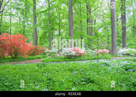 Azalea boschi, Winterthur, Delaware, Stati Uniti d'America Foto Stock