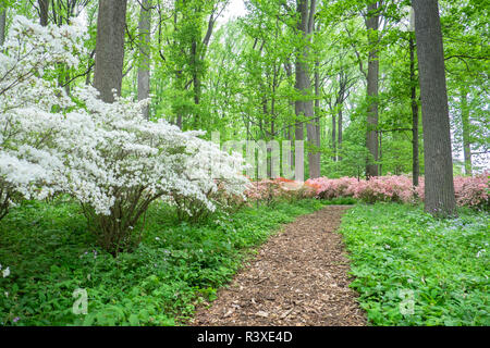 Azalea boschi, Winterthur, Delaware, Stati Uniti d'America Foto Stock