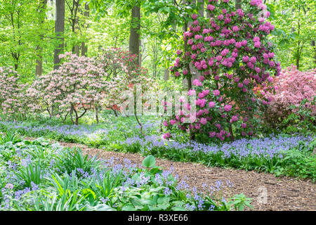 Azalea boschi, Winterthur, Delaware, Stati Uniti d'America Foto Stock