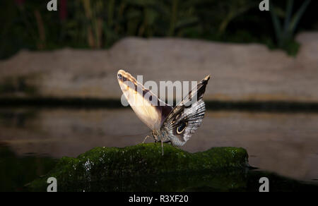 Caligo Memnon appollaiato sopra la pietra Foto Stock