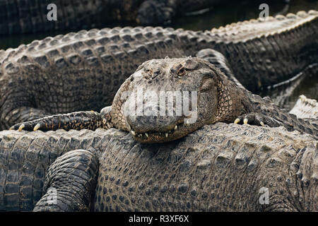 American alligator Alligator mississippiensis, Gatorland, Orange County, Florida, vicino a Orlando Foto Stock