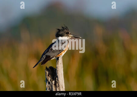 Femmina belted kingfisher, Megaceryle alcyon, Ritch Grissom Memorial zone umide, Florida. Foto Stock