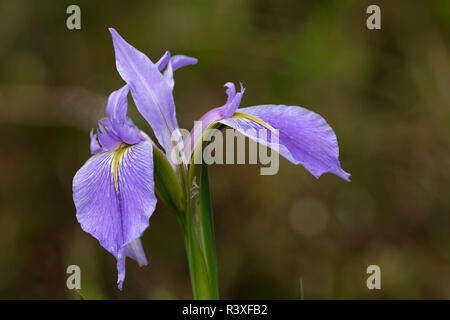 Bandiera Blu Iris, Iris virginica shrevei, sei miglia Cypress Slough preservare, Fort Myers, Florida. Foto Stock