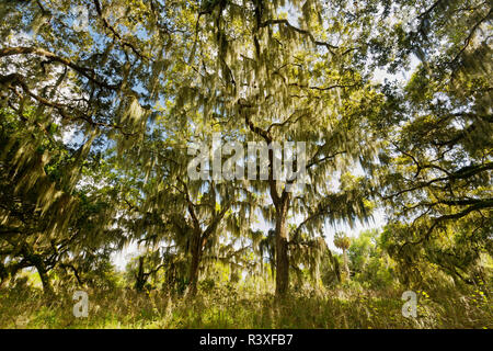 Live oaks drappeggiati in muschio Spagnolo di sunrise, cerchio B Bar Riserva, Polk County, vicino Lakeland, Florida. Foto Stock