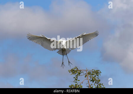 Voce maschile airone bianco maggiore, Ardea alba battenti, Venezia Rookery, Venice, in Florida. Foto Stock