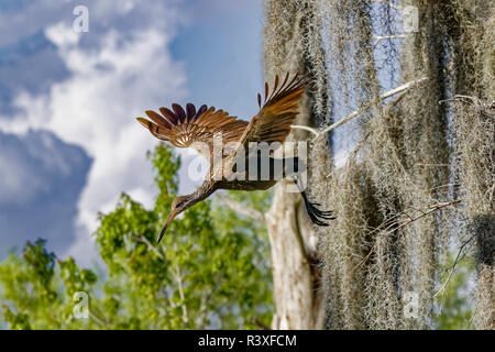 Adulto limpkin volare giù da un albero, Aramus guarauna, cerchio B Bar Riserva, Lakeland, Florida. Foto Stock