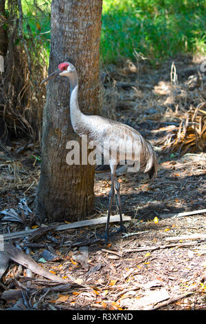 Stati Uniti d'America, Florida, Sarasota, Myakka River State Park, Sandhill gru Foto Stock