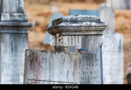 Bluebird orientale che tiene un'ape bumble nel suo becco seduto su un lapidi in un cimitero Foto Stock