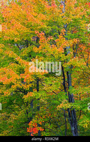 Michigan, Houghton County, albero con Autunno a colori Foto Stock