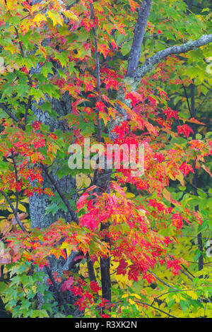 Michigan, Houghton County, albero con Autunno a colori Foto Stock