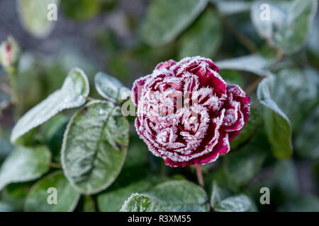La fioritura delle rose. Flower blossom. Frosty fiore rosso e verde le foglie in autunno, ambiente naturale sullo sfondo Foto Stock
