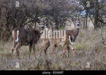 White-tailed deer famiglia nella foresta di autunno di Ottawa in Canada Foto Stock