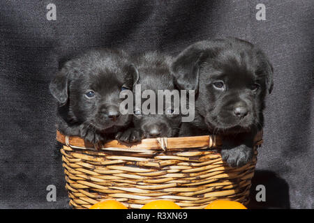 Nero tre Labrador Retriever cuccioli in un cesto di vimini (PR) Foto Stock