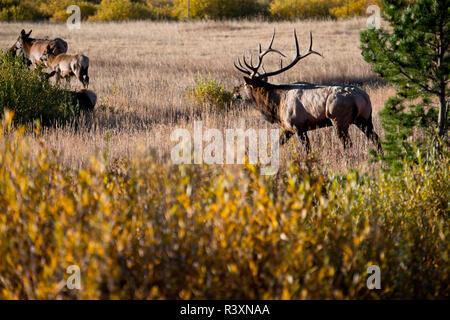 Stati Uniti d'America, Colorado, Estes Park, il Parco Nazionale delle Montagne Rocciose Bull Elk Bugling con harem di alce femmina Foto Stock