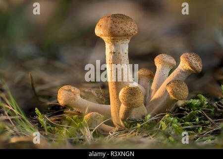 Armillaria mellea. Nord del miele è di funghi commestibili funghi selvatici. Fungo marrone, ambiente naturale sullo sfondo Foto Stock