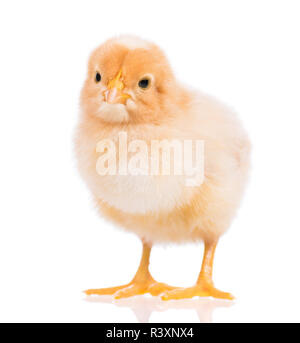 Carino piccolo chicken isolato su bianco Foto Stock