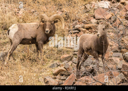 Stati Uniti d'America, Colorado, Waterton Canyon. Bighorn ram e pecora. Foto Stock