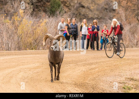 Stati Uniti d'America, Colorado, Waterton Canyon. Bighorn ram turisti. Foto Stock