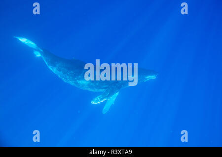 Big Island, Hawaii, Stati Uniti d'America. Le megattere sott'acqua. Foto Stock