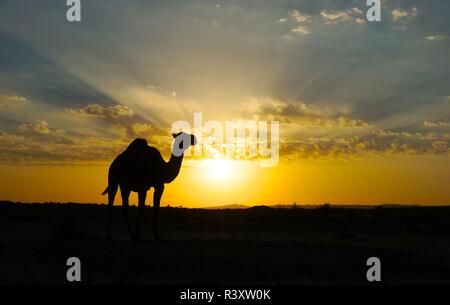 Un unico cammello sta in piedi di fronte ad un bel tramonto nel deserto di Uzbekistan Foto Stock