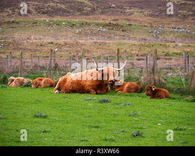 Highland scozzesi bovini e vitelli Foto Stock