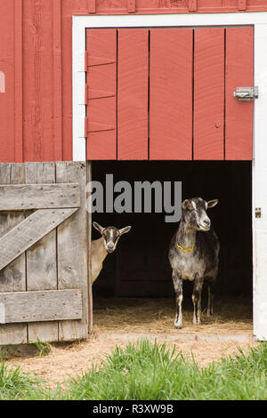 La Galena, Illinois, Stati Uniti d'America. Due capre di caseificio in piedi in un granaio entrata. (PR) Foto Stock