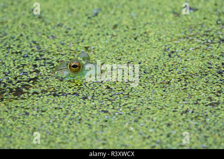 American Bullfrog (Lithobates catesbeianus) in stagno con lenticchie d'acqua Marion County, Illinois Foto Stock