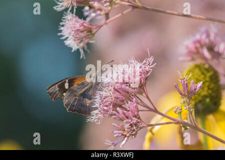 American muso (Libytheana Carinenta) su Joe Pye Weed (Eutrochium purpureum) Marion County, Illinois Foto Stock