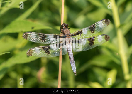 Dodici pezzata (Skimmer Libellula Pulchella) maschio in zona umida Marion County, Illinois Foto Stock
