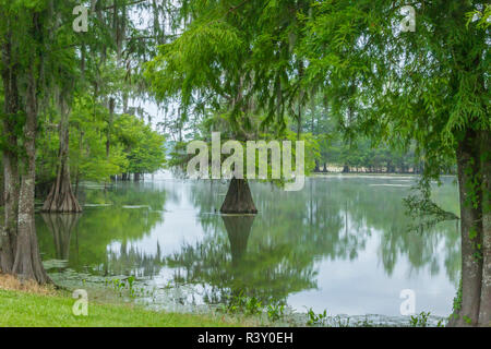 Stati Uniti d'America, Louisiana, Atchafalaya patrimonio nazionale di zona. Il lago di Martin paesaggio. Foto Stock