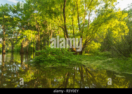 Stati Uniti d'America, Louisiana, Atchafalaya patrimonio nazionale di zona. Tupelo alberi in palude. Foto Stock