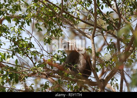 1 un unico fronte nero Vervet Monkey (Cercopithecus aethiops) seduto sul ramo di albero, profilo, cercando, Ishasha, Queen Elizabeth Park, Uganda Foto Stock