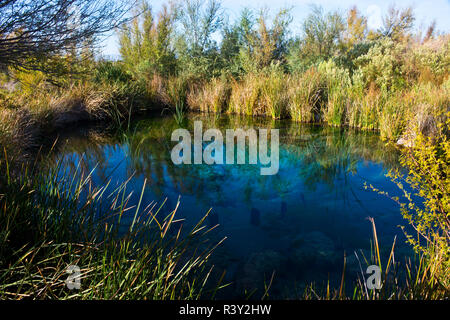 Stati Uniti d'America, Nevada, Amargosa Valley, prati di cenere National Wildlife Refuge, Longstreet molla Foto Stock