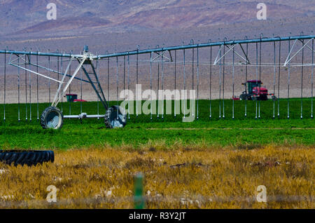 Stati Uniti d'America, in California. Lida, Ranch, il tempo del raccolto, il centro di rotazione del sistema di irrigazione Foto Stock
