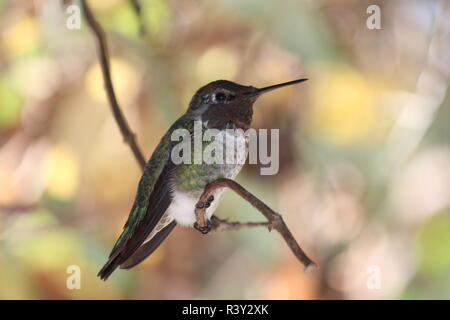 Ein Kolibrie auf einem Ast, Nahaufnahme Foto Stock