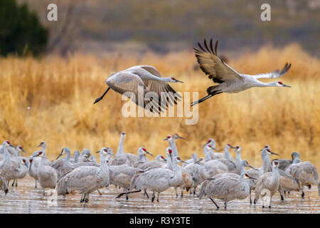 Stati Uniti d'America, Nuovo Messico, Bosque del Apache National Wildlife Refuge. Sandhill gru volando sul gregge. Foto Stock