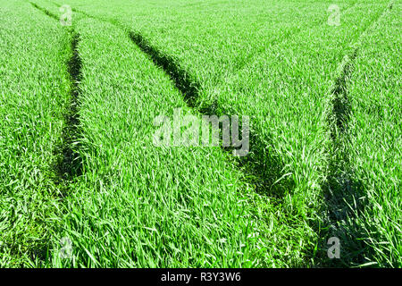 Le tracce delle ruote sul campo di grano di giovani Foto Stock