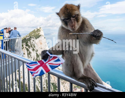 Gibilterra, Regno Unito. 24 Novembre, 2018. Una Barberia monkey siede sulla ringhiera di una piattaforma di osservazione sulle rocce di Gibilterra con una Unione Jack, che egli ha rubato da un turista. - Credito recrop: Frank Rumpenhorst/dpa/Alamy Live News Foto Stock