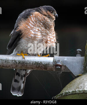 Elkton, OREGON, Stati Uniti d'America. 24 Novembre, 2018. Una sharp-shinned hawk posatoi su un alluvione luce apparecchio attaccato al fienile in una fattoria vicino a Elkton, nelle zone rurali western Oregon. Sharp-shinned hawks hanno breve ali e code lunghe che li aiutano a manovrare attraverso gli alberi nel perseguimento dei loro preda che consiste principalmente di uccelli canori. Credito: Robin Loznak/ZUMA filo/Alamy Live News Foto Stock