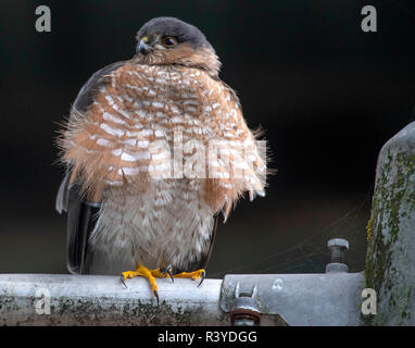 Elkton, OREGON, Stati Uniti d'America. 24 Novembre, 2018. Una sharp-shinned hawk posatoi su un alluvione luce apparecchio attaccato al fienile in una fattoria vicino a Elkton, nelle zone rurali western Oregon. Sharp-shinned hawks hanno breve ali e code lunghe che li aiutano a manovrare attraverso gli alberi nel perseguimento dei loro preda che consiste principalmente di uccelli canori. Credito: Robin Loznak/ZUMA filo/Alamy Live News Foto Stock