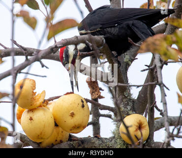 Elkton, OREGON, Stati Uniti d'America. 24 Novembre, 2018. Un picchio pileated alimenta di mele in un frutteto in una fattoria vicino a Elkton in western Oregon. Pileated picchi sono il più grande picchio in Nord America (tranne l'avorio-bill, che è quasi sicuramente estinto) Credito: Robin Loznak/ZUMA filo/Alamy Live News Foto Stock