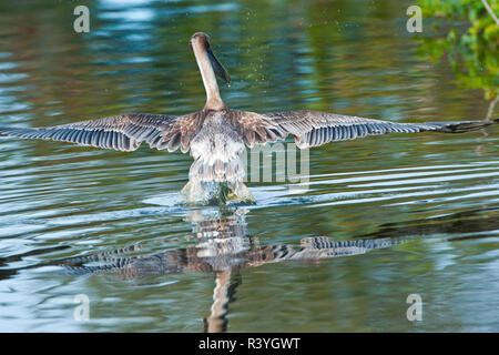 Stati Uniti d'America, Florida, Venezia. Audubon Rookery, capretti Brown Pelican il decollo da acqua Foto Stock