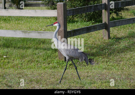 Stati Uniti d'America, Florida, Venezia, Audubon Rookery, Sandhill gru Foto Stock