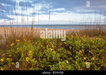 Dune di girasoli e mare avena lungo Sanibel Island Beach in Florida, Stati Uniti d'America Foto Stock