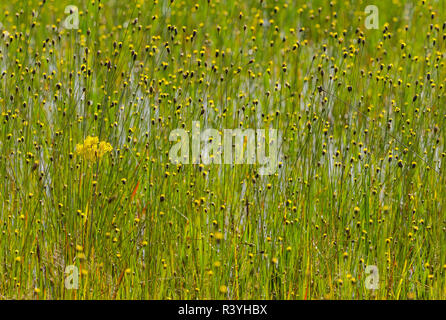 Tall Milkwort, Polygala cymosa, tra il giallo-eyed erba, Xyris fimbriata in una palude di acqua dolce, Half Moon Wildlife Management Area, Florida, Stati Uniti d'America Foto Stock